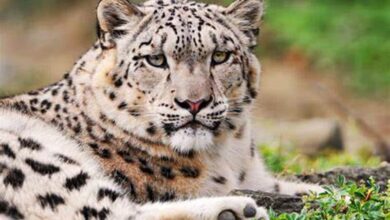 International Snow Leopard Day