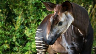 World Okapi Day