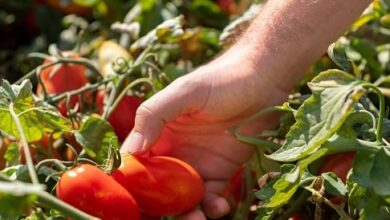 Red Gold Tomatoes