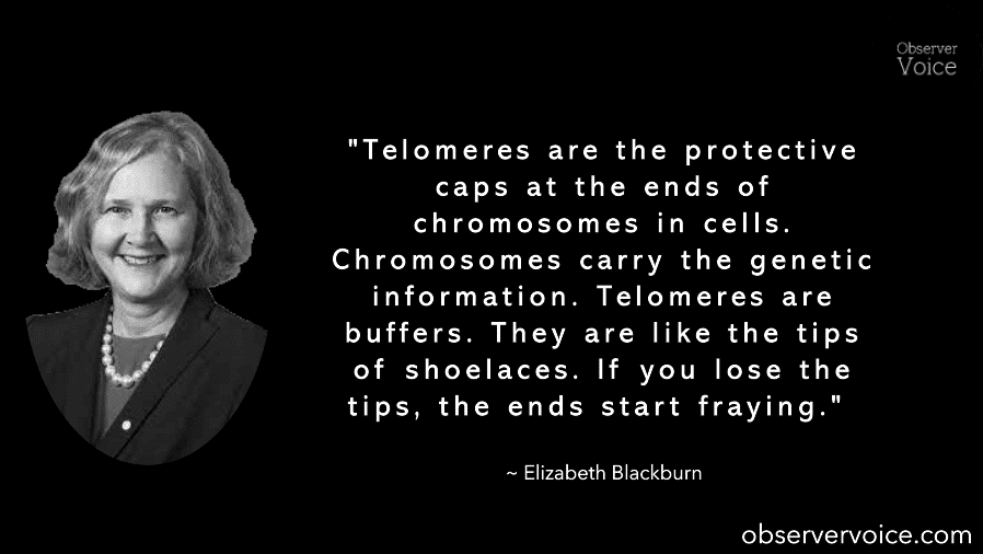 Elizabeth Blackburn Quotes