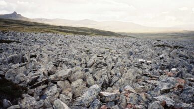 Discover the Significance of Falklands Day