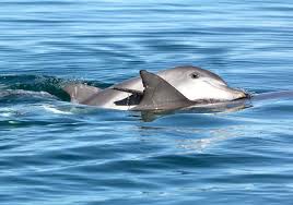 Playful young male dolphins grow up to have more offspring