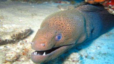 Eel Fish