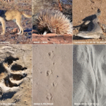 Desert Sands Reading: Indigenous Wildlife Tracking Fuels Major Project