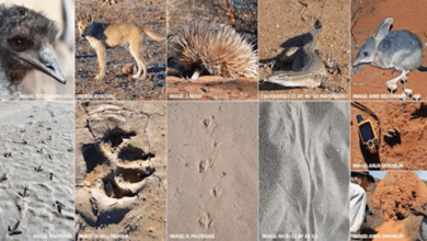 Desert Sands Reading: Indigenous Wildlife Tracking Fuels Major Project