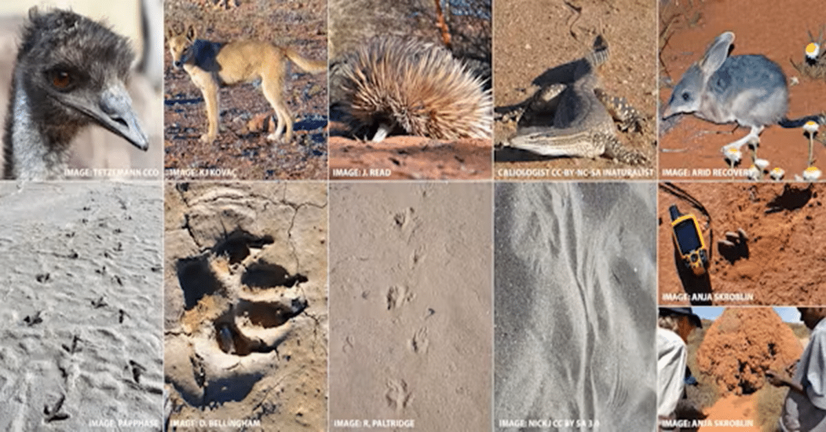 Desert Sands Reading: Indigenous Wildlife Tracking Fuels Major Project