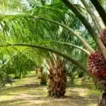 Oil palm plantation drive