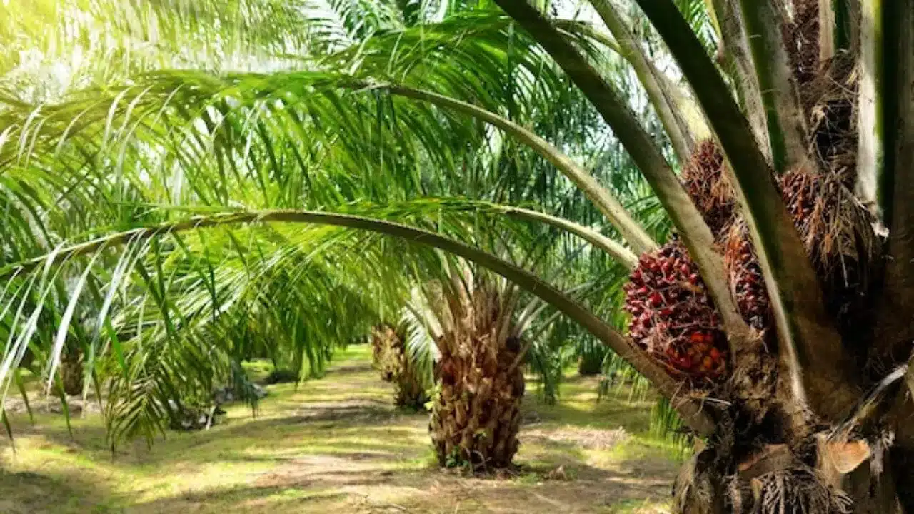 Oil palm plantation drive