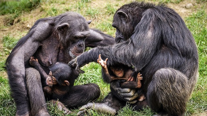 Chimpanzees Showcase Varied Nut-Cracking Skills