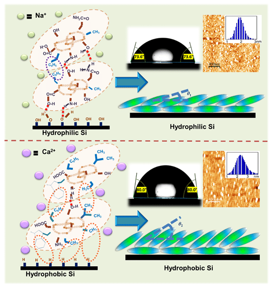 Fabrication of lysozyme bilayers in presence of ions can mimic biological