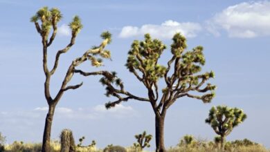 Joshua Trees