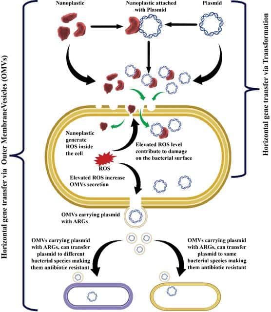 Nano-plastics identified as emerging agents in spread of antibiotic resistance