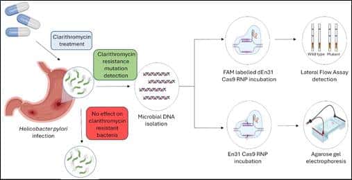 Innovative Diagnostic Method for H. pylori Detection