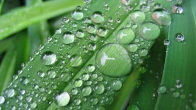 Raindrops and Leaves