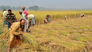 Advancing Climate Resilience in Agriculture