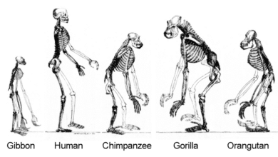 Ancient Hominin Discovery Reshapes European History