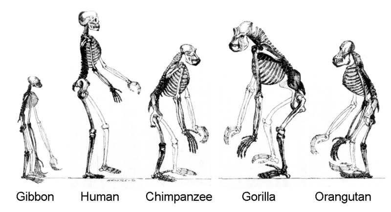 Ancient Hominin Discovery Reshapes European History