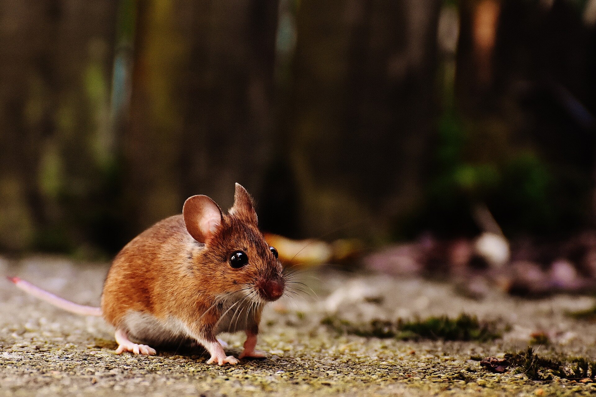 Breakthrough in Stem Cell Science: Bi-Paternal Mouse Created