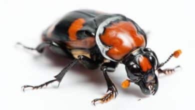 Burying Beetle