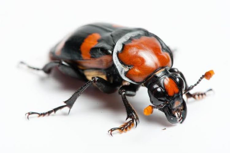 Burying Beetle