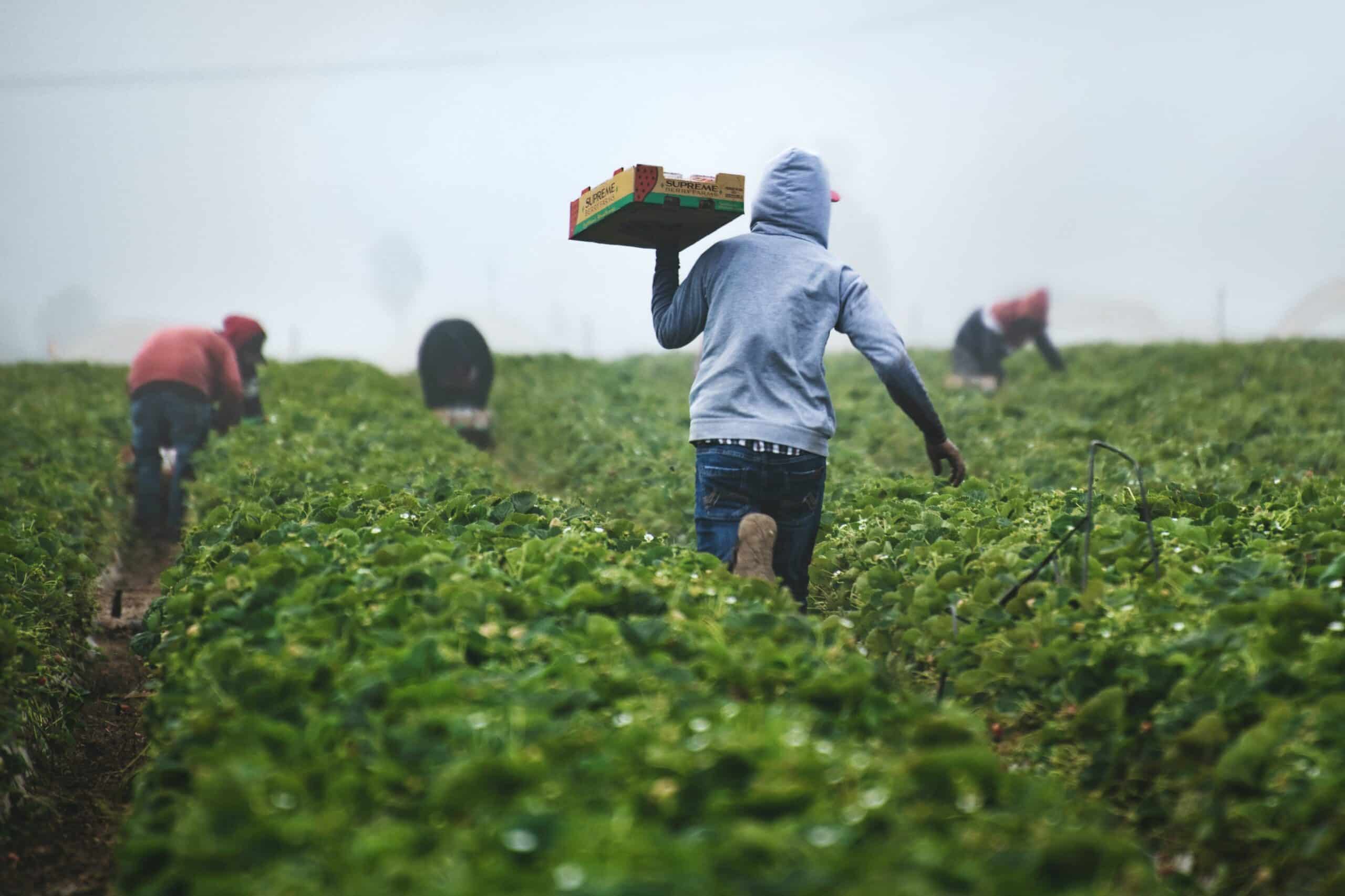 Climate Change Threatens Central Europe's Agriculture