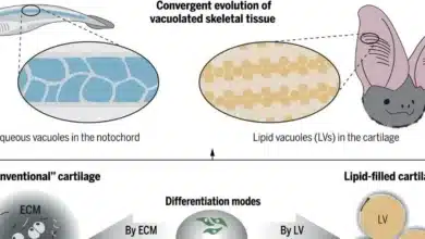 Discovery of Lipocartilage: A New Type of Tissue