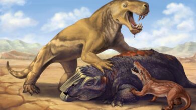 Fossil Discovery Reveals Ancient Predator-Prey Dynamics