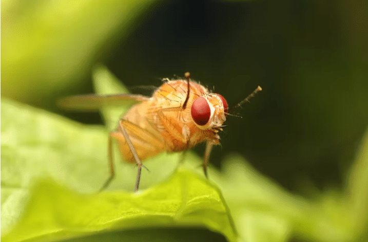 How the Humble Fruit Fly Transformed Four Fields of Research