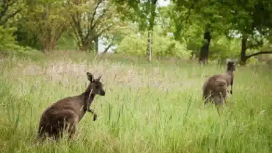 Human Activities Linked to Kangaroo Extinction