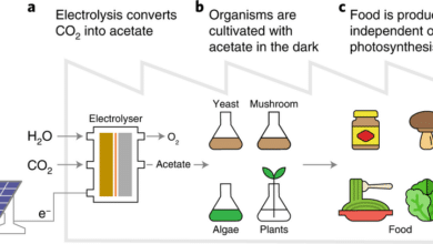 Innovative System Converts CO2 into Edible Protein