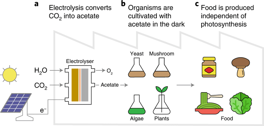 Innovative System Converts CO2 into Edible Protein