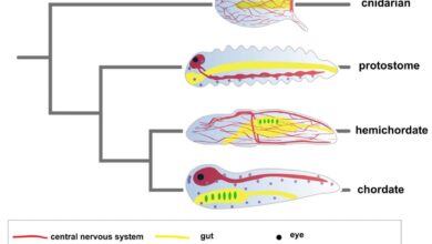 Insights into Early Nervous System Evolution