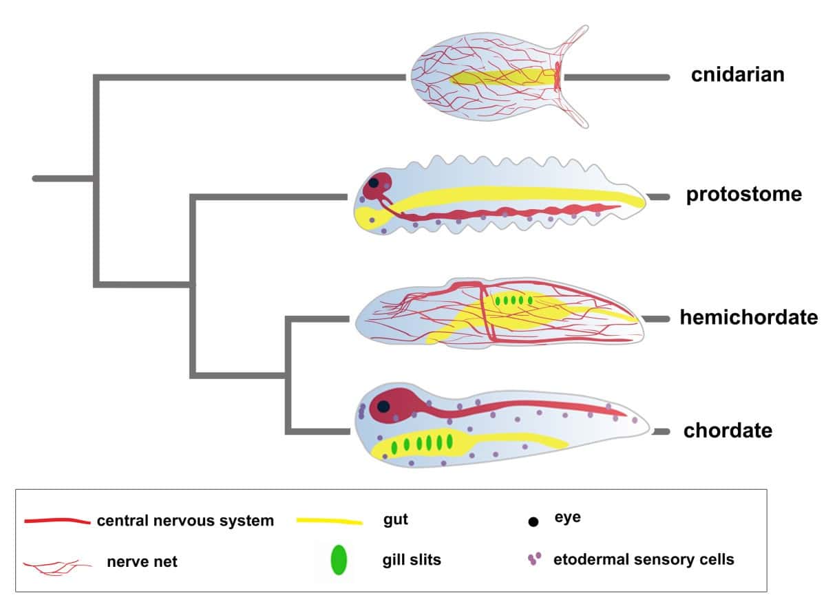 Insights into Early Nervous System Evolution