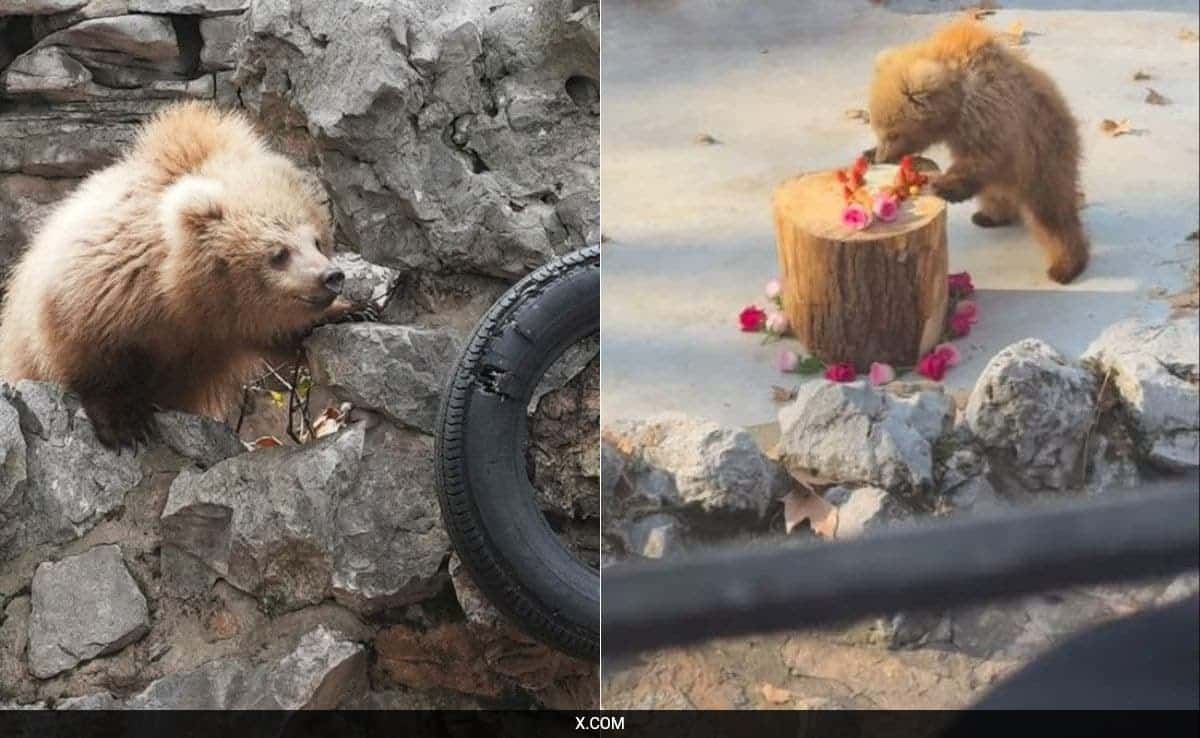 Junjun: The Adorable Star of Shanghai Zoo