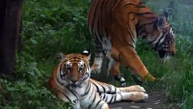 Nepal's Tiger Population: A Conservation Dilemma