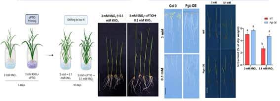 New method of increasing nitrogen use efficiency can help enhance crop yield