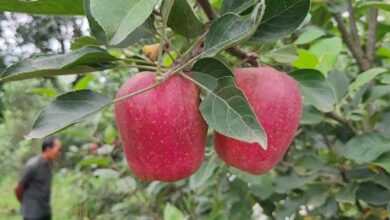 Padma Shri for Hariman Sharma: The Apple Man of India