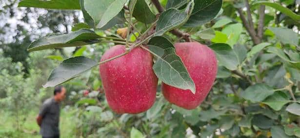 Padma Shri for Hariman Sharma: The Apple Man of India