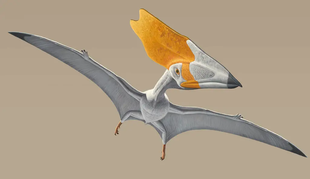 Pterosaur