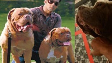 Salman Khan Mourns the Loss of His Beloved Dog Toro