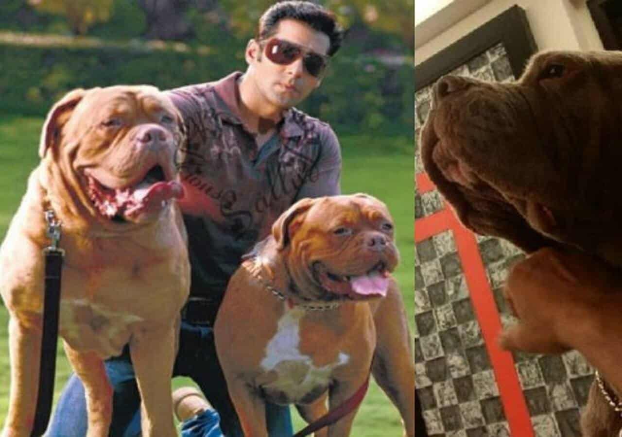 Salman Khan Mourns the Loss of His Beloved Dog Toro