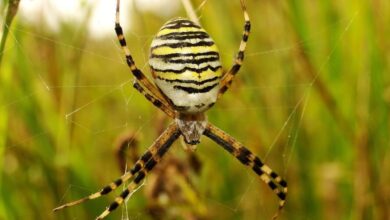 Spiders' Unique Sense of Smell Uncovered