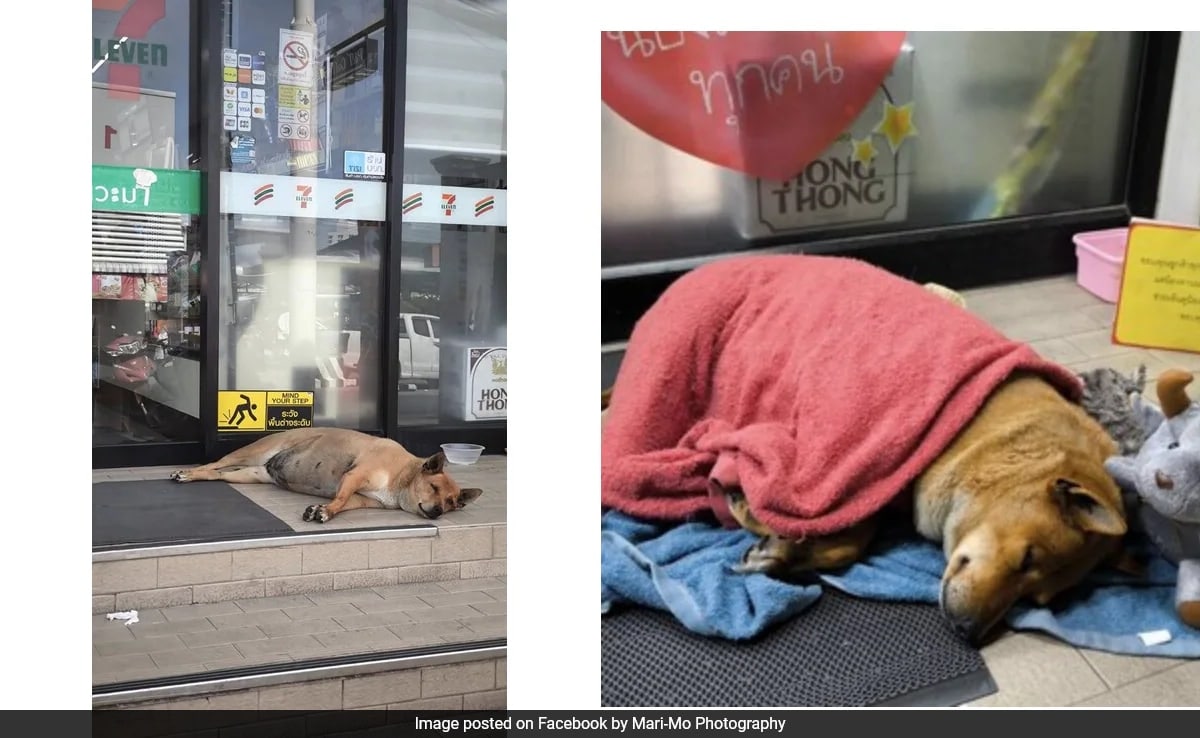 Loyal Dog Finds New Home with Thai Princess