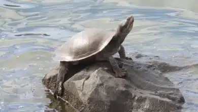 The Alarming Impact of PFAS on Australian Turtles