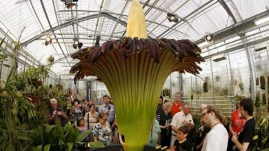 The Fascinating Bloom of Putricia: Australia’s Corpse Flower