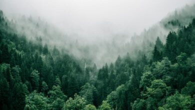 The Overlooked Value of Tree Crops
