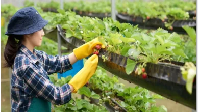 The Untapped Potential of Tree Crops