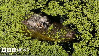 Crocodile Conservation: A Balancing Act in Northern Territory