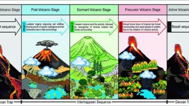 Deccan Volcanism: A Catalyst for Tropical Flora Growth