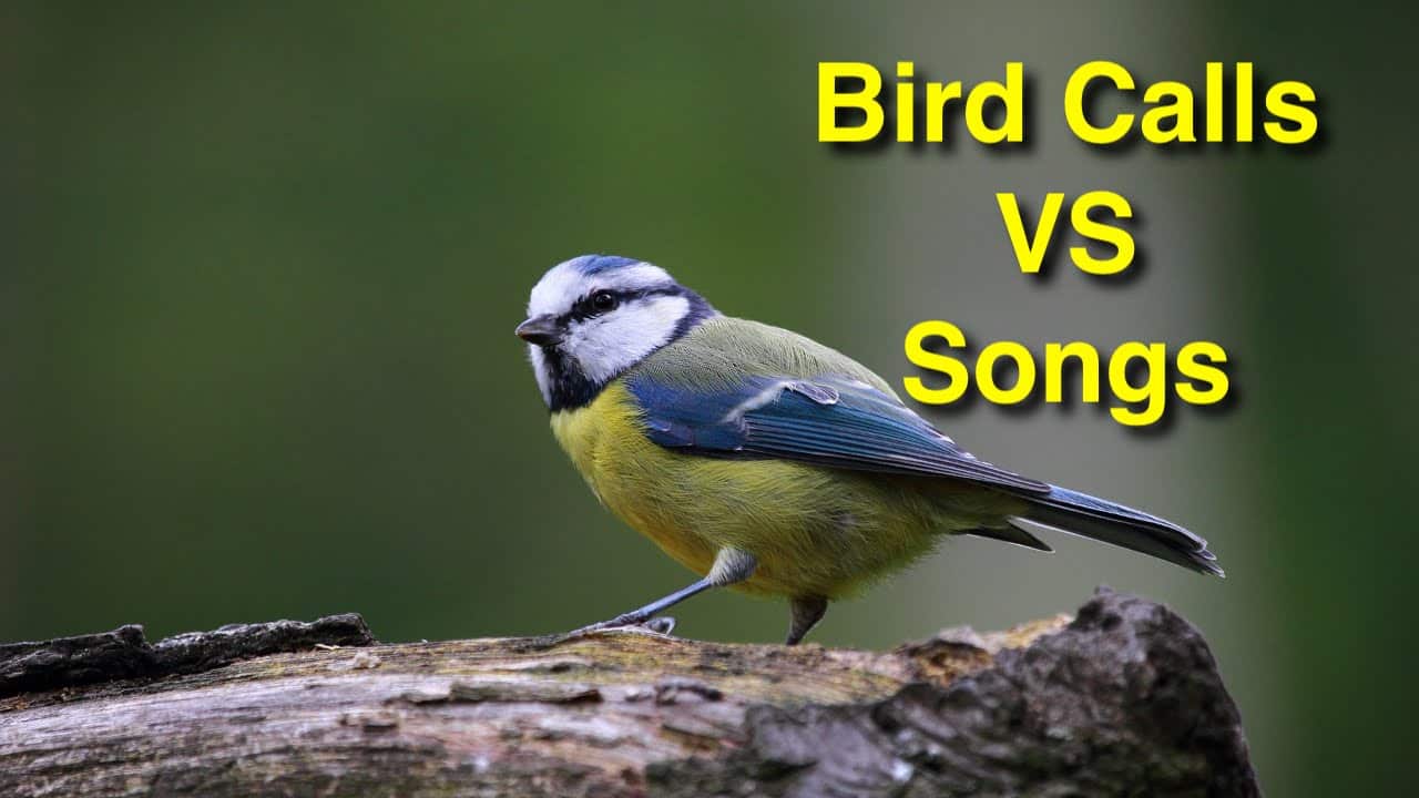 Understanding Bird Sounds: Nature's Communication System